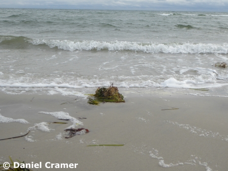 Jahn Delmenhorst vs. Holstein Kiel